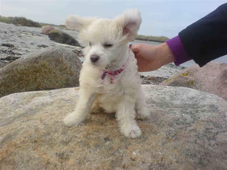 Chinese crested powder puff Yuki Athena Liv billede 9