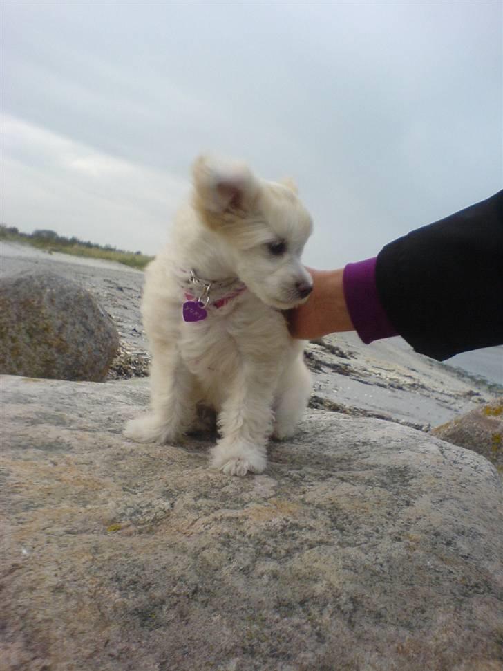 Chinese crested powder puff Yuki Athena Liv billede 10