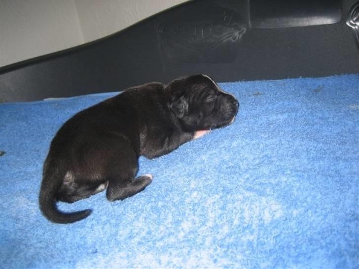 Staffordshire bull terrier Lusty Liza *Solgt* billede 3