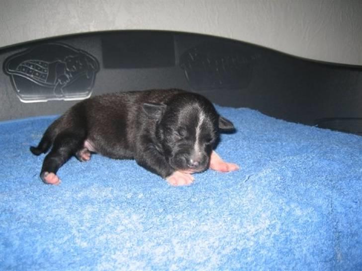 Staffordshire bull terrier Lusty Liza *Solgt* billede 4