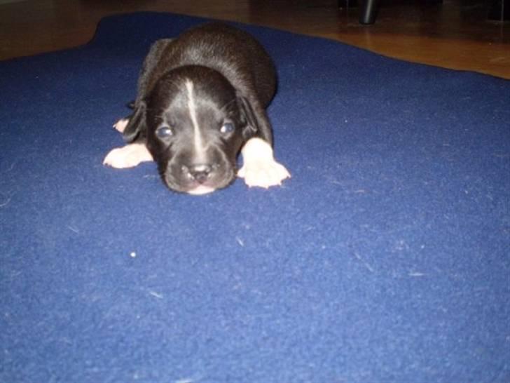 Staffordshire bull terrier Lusty Liza *Solgt* billede 5