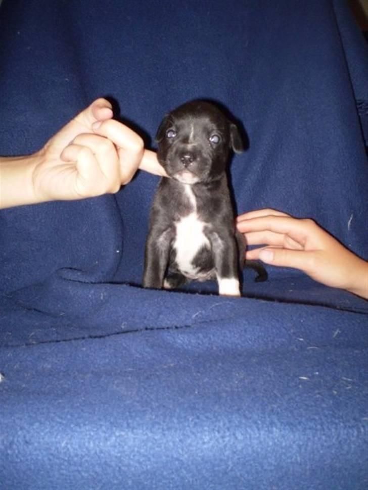 Staffordshire bull terrier Lusty Liza *Solgt* billede 6