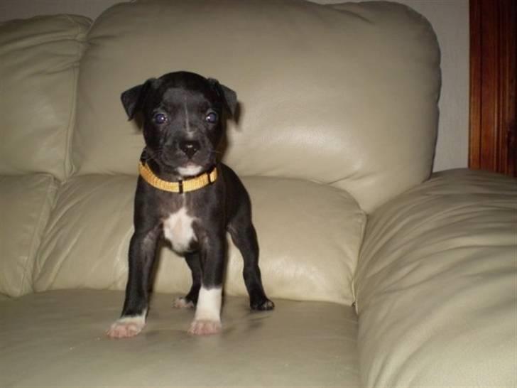 Staffordshire bull terrier Lusty Liza *Solgt* billede 7