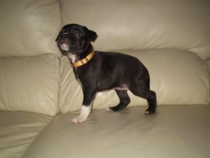 Staffordshire bull terrier Lusty Liza *Solgt* billede 8