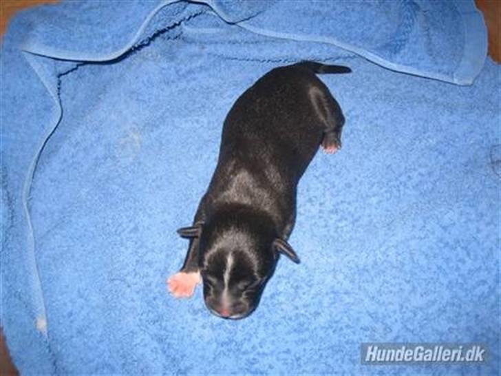 Staffordshire bull terrier Lusty Liza *Solgt* billede 9