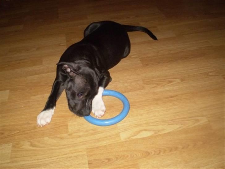 Staffordshire bull terrier Lusty Liza *Solgt* billede 10