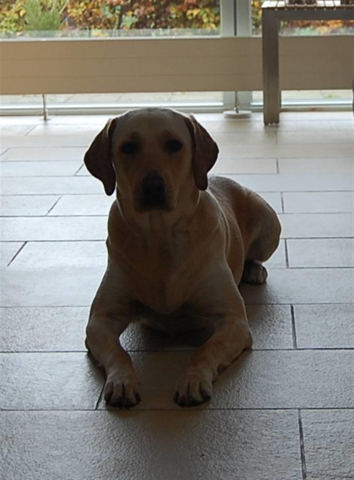 Labrador retriever Clara - Clara 20 måneder.  billede 1