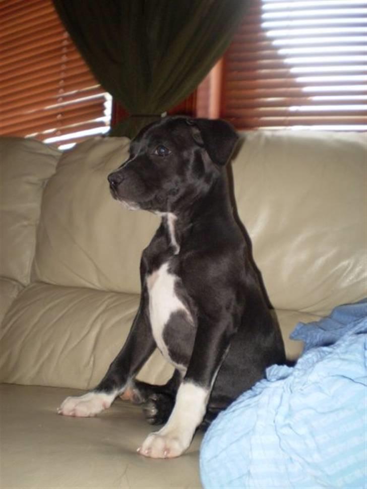 Staffordshire bull terrier Lusty Liza *Solgt* billede 11