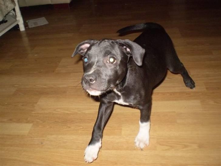 Staffordshire bull terrier Lusty Liza *Solgt* billede 12