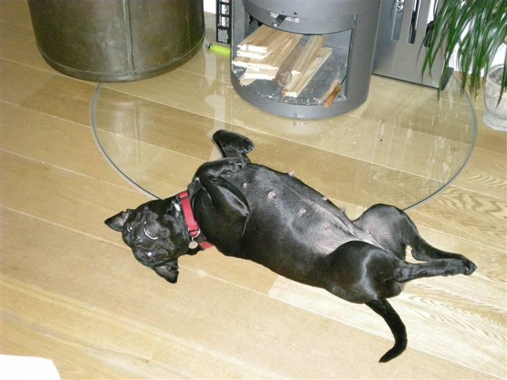 Staffordshire bull terrier Frida - Får lige varmet mavsen... billede 3