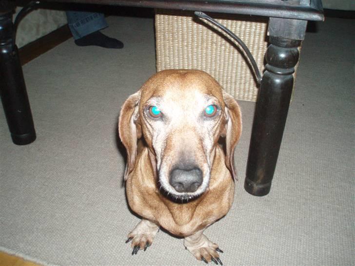 Gravhund Fille R.I.P 1998-2011 billede 10