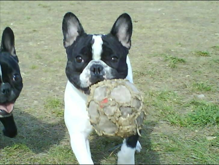 Fransk bulldog Charlie - Grumpy billede 20