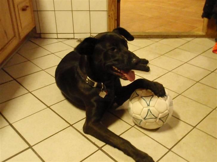 Blanding af racer Gizmo billede 6