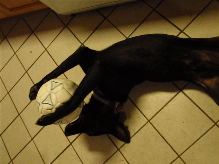 Blanding af racer Gizmo billede 7