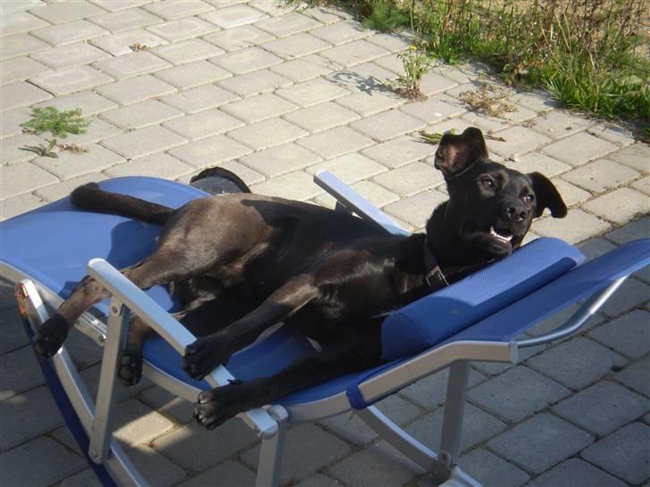 Blanding af racer Gizmo billede 8