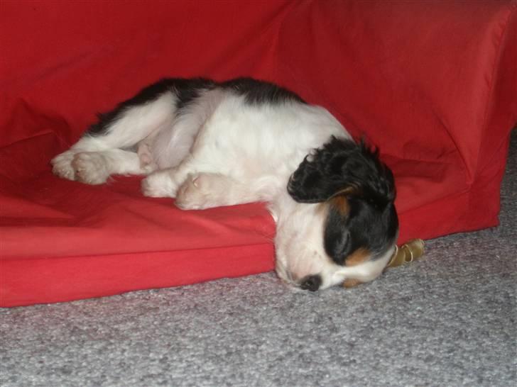 Cavalier king charles spaniel Anton billede 8