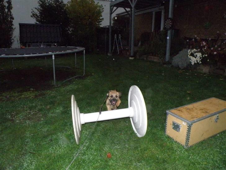 Border terrier .- Zoë -.  { Min'Ged ! :D - Uhh jeg springer højt :P<33 billede 15