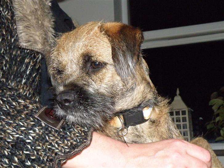 Border terrier .- Zoë -.  { Min'Ged ! :D - Lille Zoë<333 billede 16