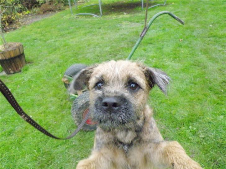 Border terrier .- Zoë -.  { Min'Ged ! :D - Har du mad<3 billede 17