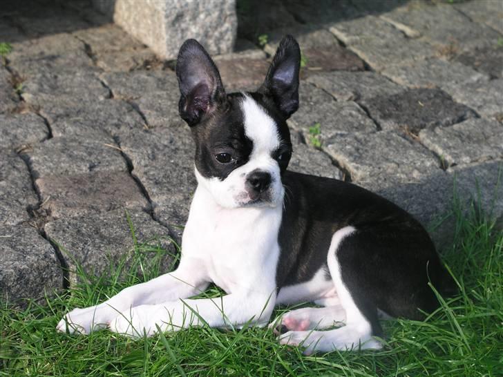 Boston terrier Bella - Her forstår Bella rigtig at gøre sig til for fotografen. billede 20