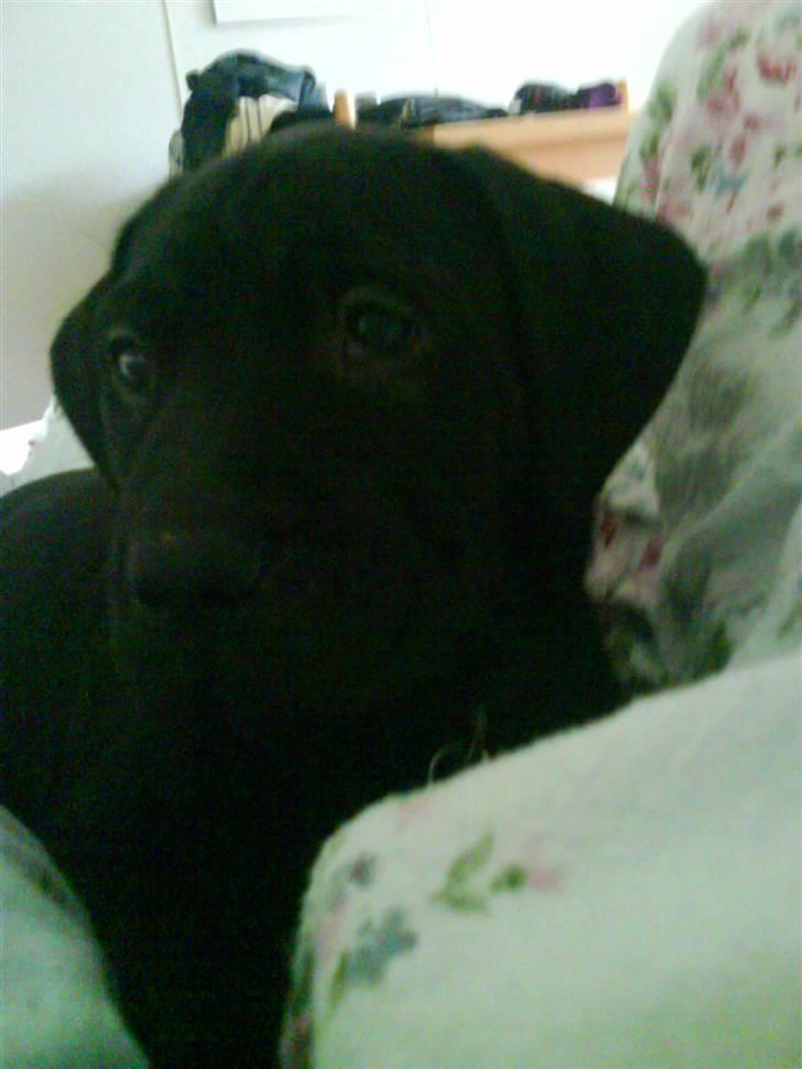 Blanding af racer amstaff/labradore   Kanzi - er jeg ikke sød billede 5