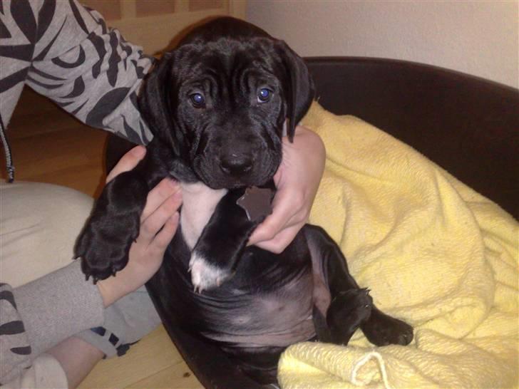 Blanding af racer amstaff/labradore   Kanzi - mor ville lige vise mig frem billede 6