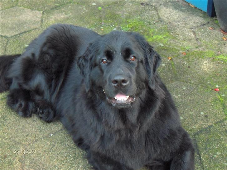 Newfoundlænder Cassie billede 9