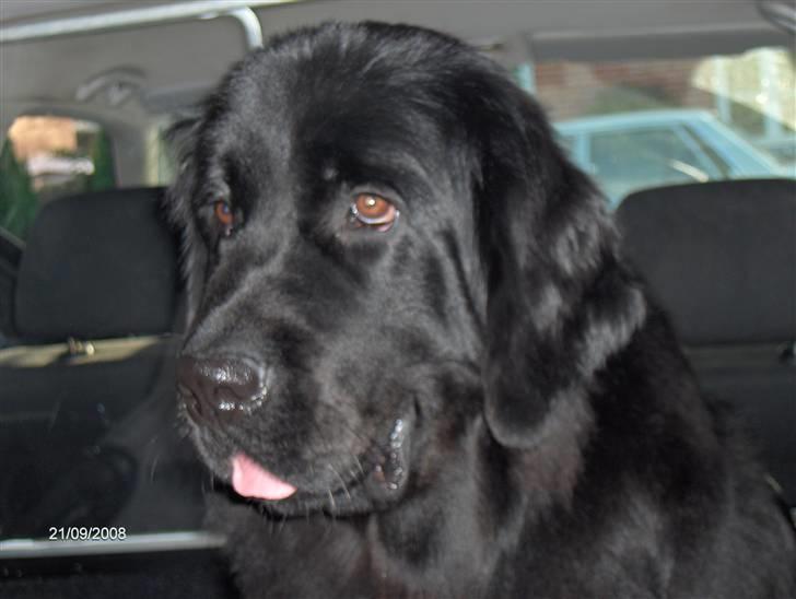 Newfoundlænder Cassie billede 10