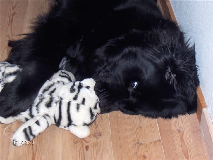 Newfoundlænder Cassie billede 11