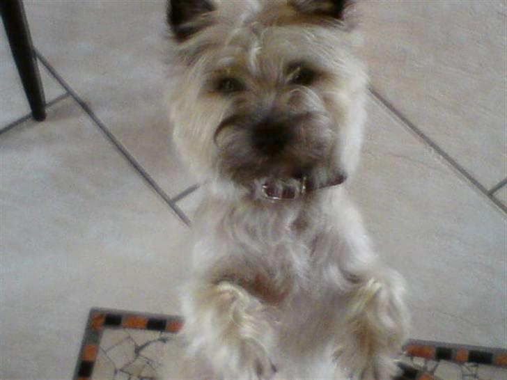 Cairn terrier sille billede 6
