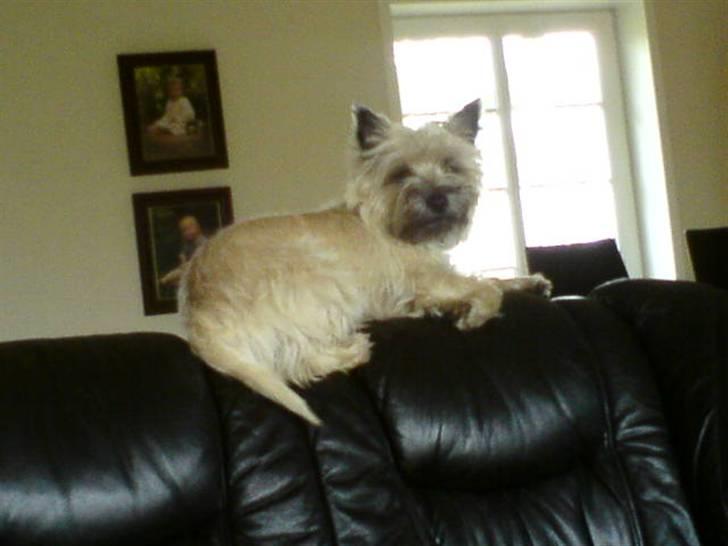 Cairn terrier sille billede 7