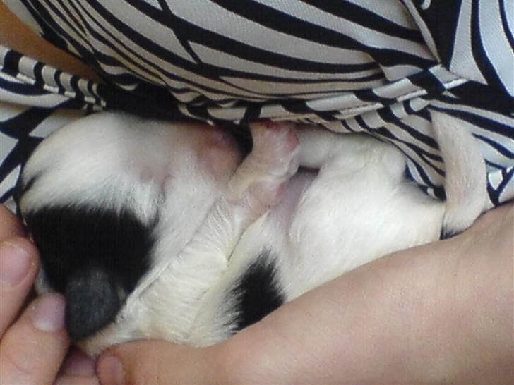 Løwchen Milo billede 15