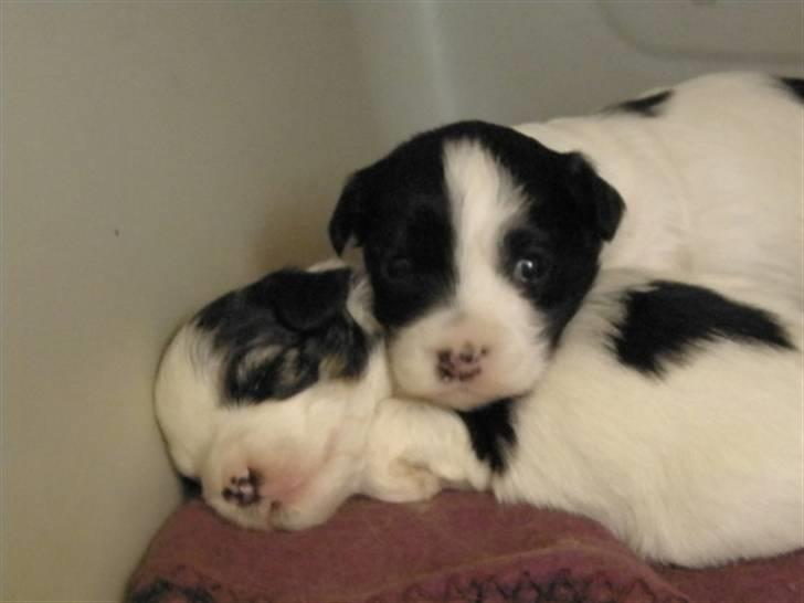 Løwchen Milo - Milo, og hans kuldsøster Petra (Candyfloss). billede 16