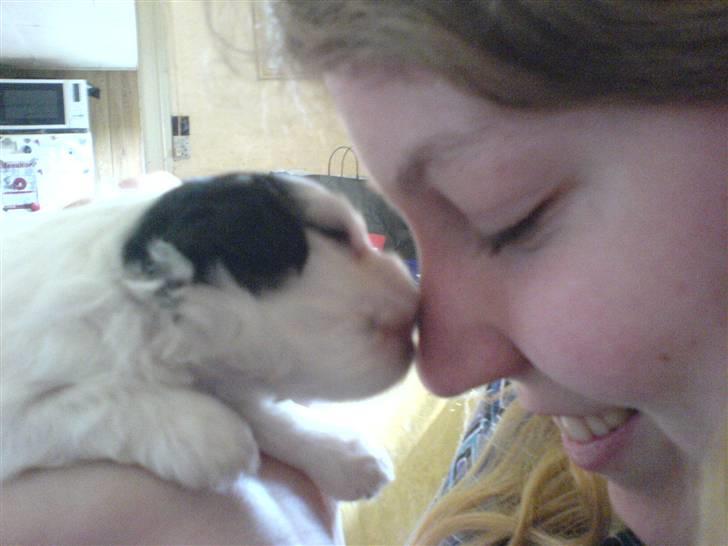 Løwchen Milo - Et kys på næsen billede 17