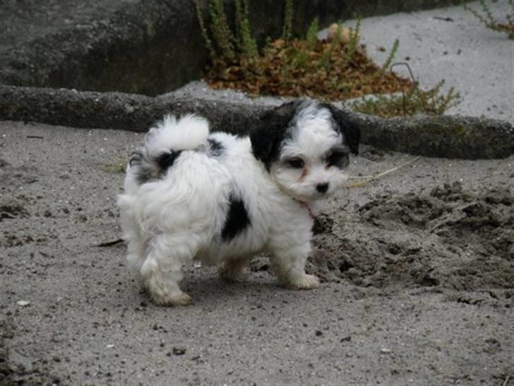 Løwchen Milo - På besøg hos os med opdrætteren billede 18