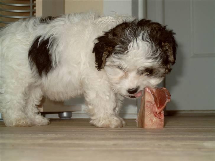 Løwchen Milo billede 20