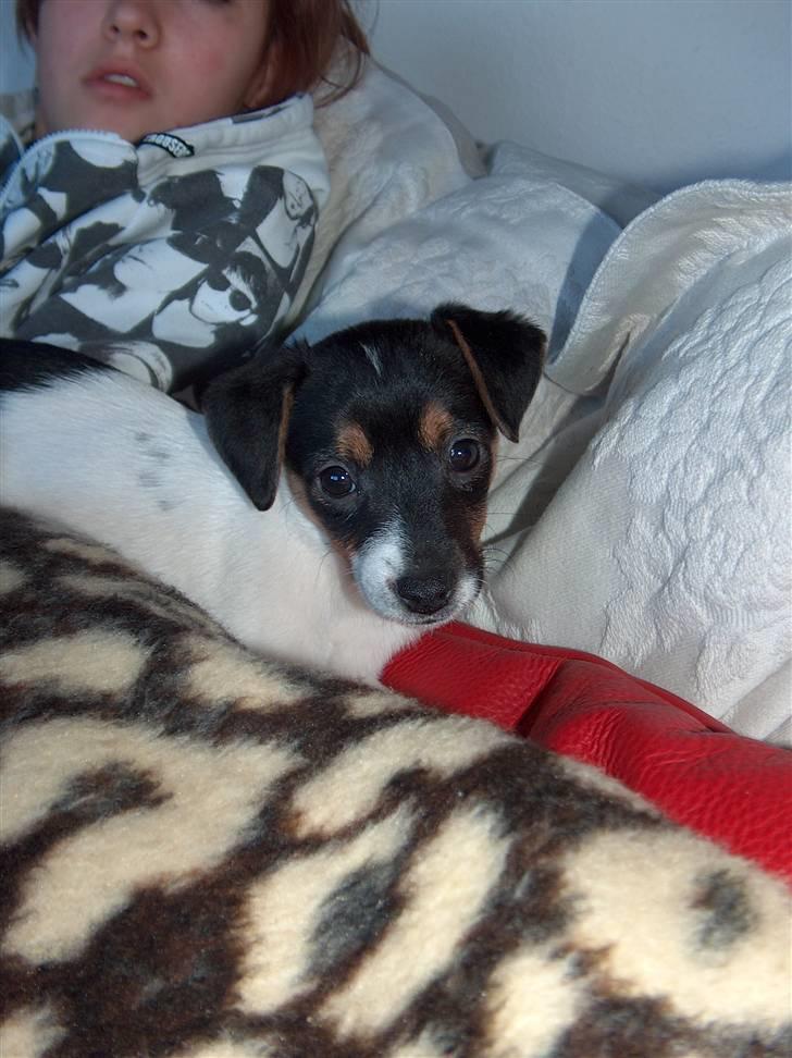 Dansk svensk gaardhund Pusle billede 1