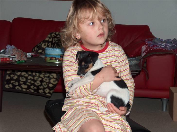 Dansk svensk gaardhund Pusle - Hygge med Julie billede 2