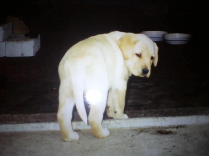 Blanding af racer Snickers - Snickers som lille tyk hvalp. :) billede 4