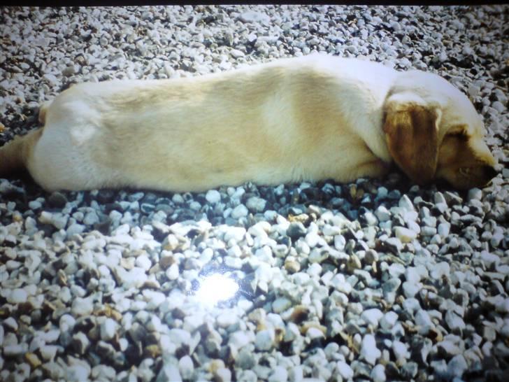 Blanding af racer Snickers billede 11