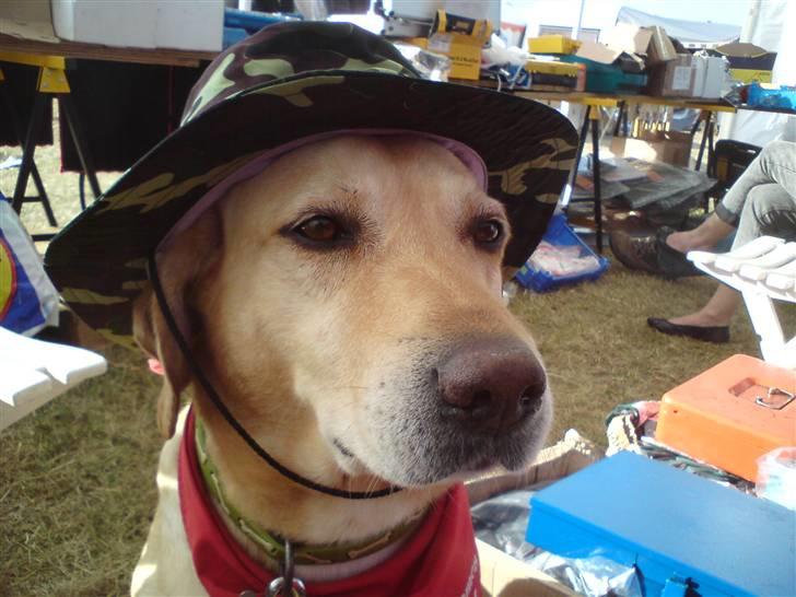 Blanding af racer Snickers billede 3