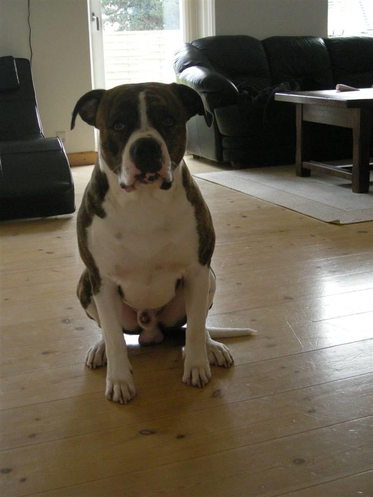 Amerikansk bulldog Kettner´s Devil Dancer - Smukke Devil billede 15