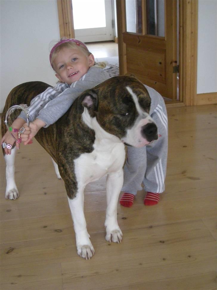 Amerikansk bulldog Kettner´s Devil Dancer -  BEDSTE VENNER.. billede 16