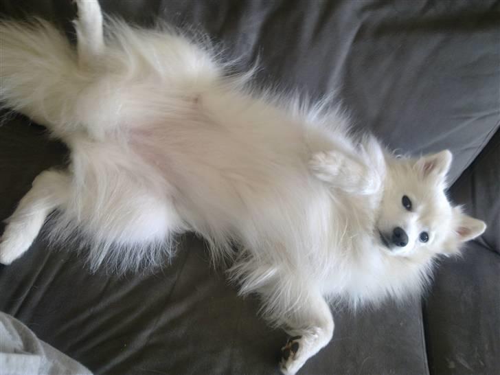 Japansk spids Liina billede 2