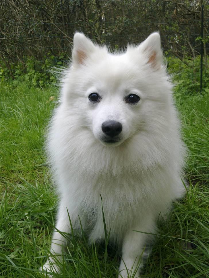 Japansk spids Liina billede 3