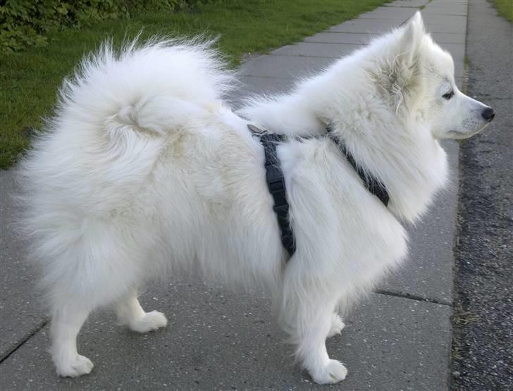 Japansk spids Liina billede 4