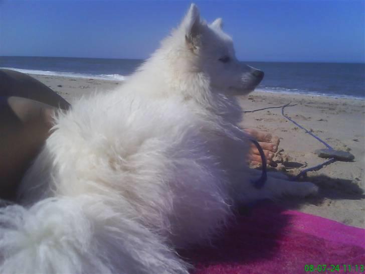 Japansk spids Liina billede 5