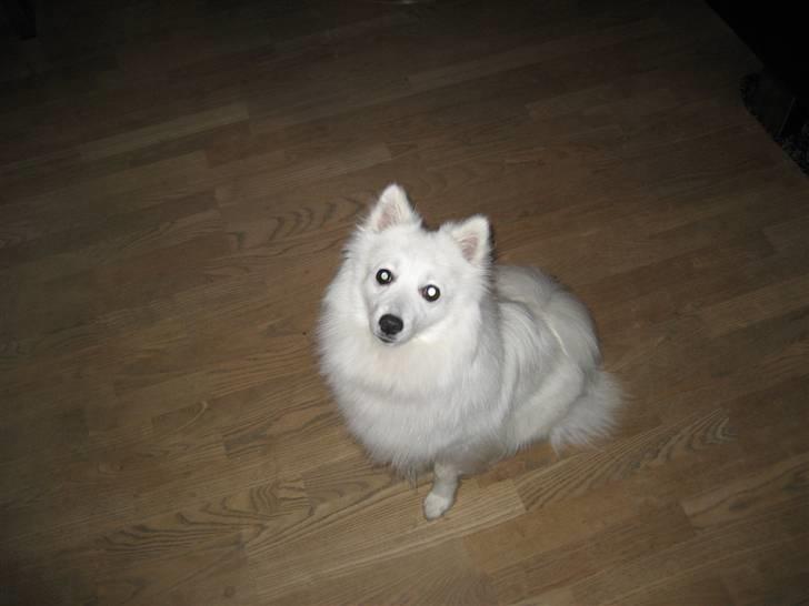 Japansk spids Kisujin Sekai-Ichi Micha billede 2