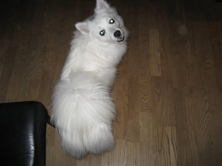 Japansk spids Kisujin Sekai-Ichi Micha billede 3