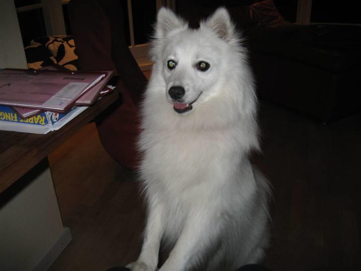 Japansk spids Kisujin Sekai-Ichi Micha billede 4